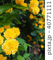 flower 40771111