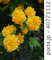 flower 40771112