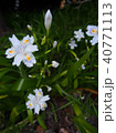 flower 40771113