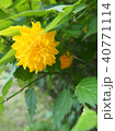 flower 40771114