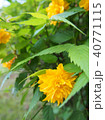 flower 40771115