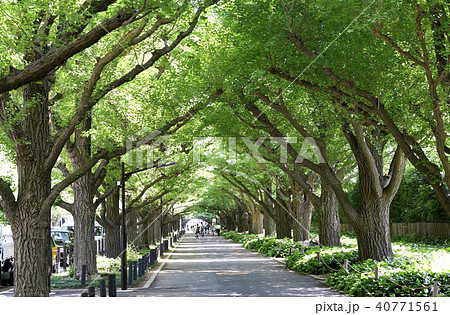 日本の東京都市景観 　いちょう並木（神宮外苑）　 40771561