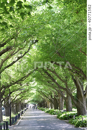 日本の東京都市景観 いちょう並木(神宮外苑) 日本の東京都市景観 いちょう並木(神宮外苑) 40771562