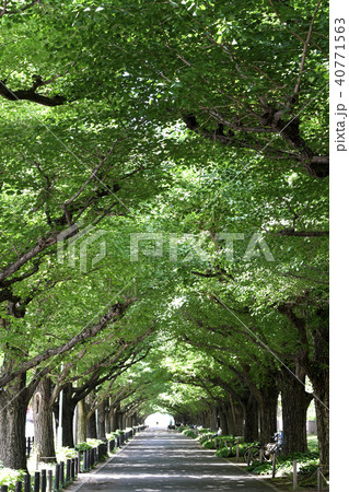 日本の東京都市景観 　いちょう並木（神宮外苑）　 40771563