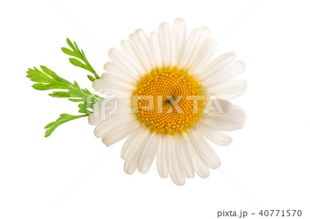 chamomile or daisies with leaves isolated on white background. Top view. Flat lay chamomile or daisies with leaves isolated on white background. Top view. Flat lay 40771570
