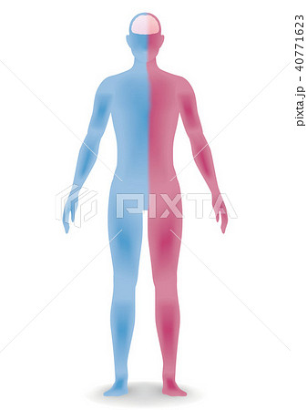 立体的な人体のシルエット 立体的な人体のシルエット 40771623