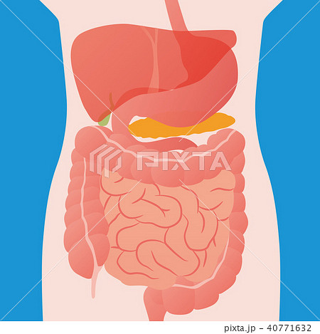 人間の消化器のイラスト素材