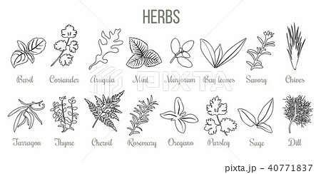 Set of popular culinary herbs. icon sketch  40771837