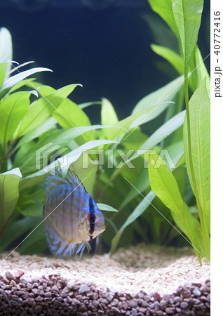 ディスカス2 ディスカス2 40772416