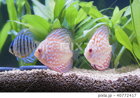 ディスカス3 ディスカス3 40772417