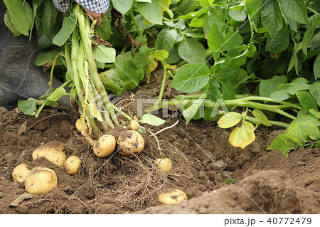 新ジャガ（キタアカリ）の収穫 40772479