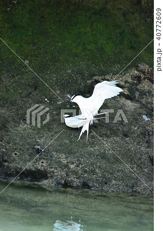 宮古島／アジサシの繁殖期 40772609