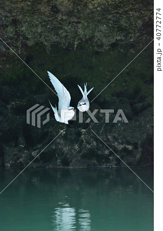 宮古島/アジサシの繁殖期 宮古島/アジサシの繁殖期 40772774