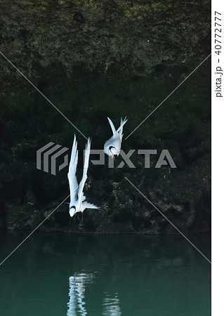 宮古島/アジサシの繁殖期 宮古島/アジサシの繁殖期 40772777