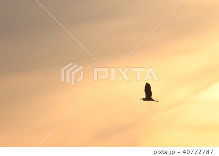 夕焼け空とアオサギのシルエット 夕焼け空とアオサギのシルエット 40772787