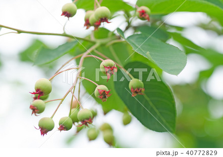 色づきはじめたジューンベリー 色づきはじめたジューンベリー 40772829