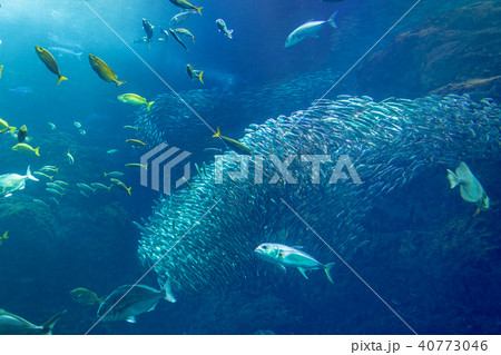 江ノ島水族館 (水槽) 江ノ島水族館 (水槽) 40773046