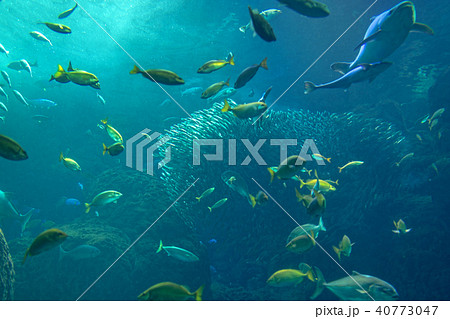 江ノ島水族館 (水槽) 江ノ島水族館 (水槽) 40773047