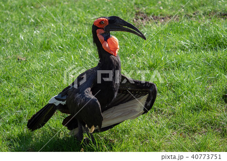 The southern ground hornbill bird The southern ground hornbill bird 40773751
