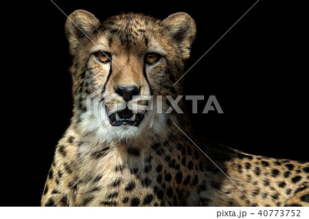 Cheetah portrait (Acinonyx jubatus)  40773752