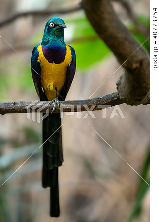Golden breasted Starling, Cosmopsarus regius 40773754