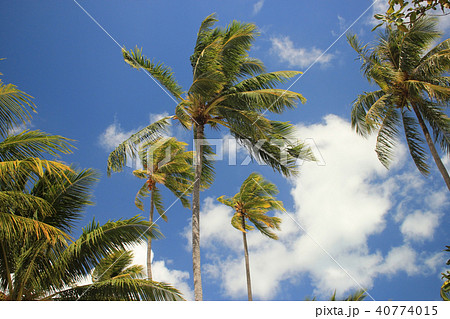南国ヤシの木リゾートビーチ タヒチでリラックス Relax in resort palm tree 南国ヤシの木リゾートビーチ タヒチでリラックス Relax in resort palm tree 40774015