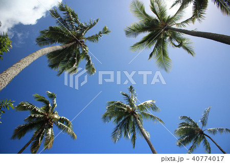 南国リゾートビーチ タヒチでリラックス Resort beach in Tahiti 南国リゾートビーチ タヒチでリラックス Resort beach in Tahiti 40774017