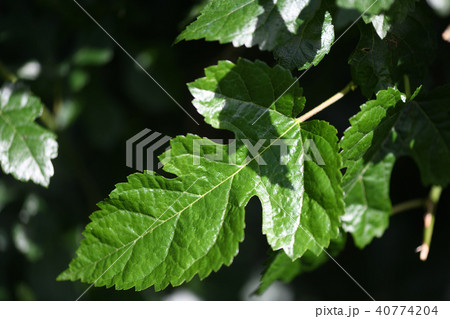 初夏の桑の葉 40774204