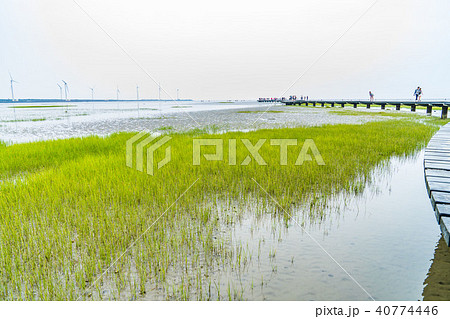 台湾 湿原 湿地 40774446