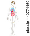 身体の内蔵イラストパーツテキストなし 40774460