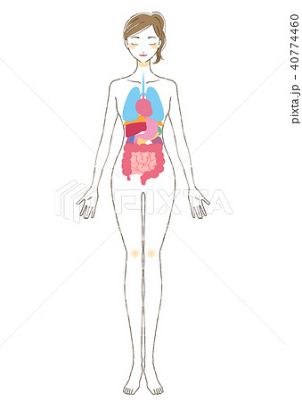 身体の内蔵イラストパーツテキストなし 40774460