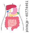 内蔵消化器イラスト説明図テキストなし 40774461