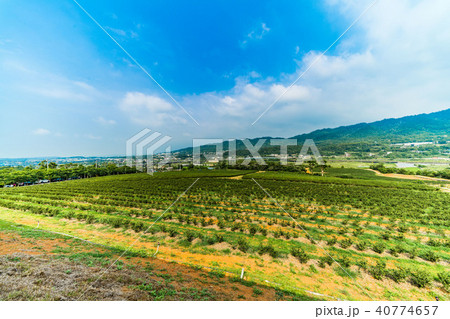 台湾 茶畑 紅茶農園 40774657