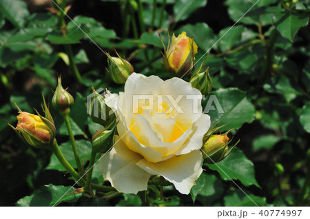 薔薇（和音） 40774997