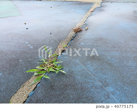 雨に濡れた草と青いアスファルトの写真素材