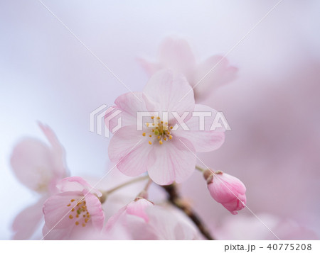 サクラ 神代曙の写真素材