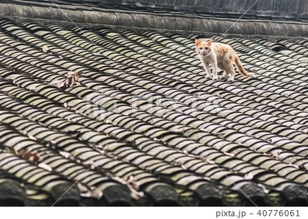 angry yellow cat on a chinese traditional roof 40776061