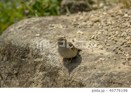 A little bird is sitting on a stone A little bird is sitting on a stone 40776196