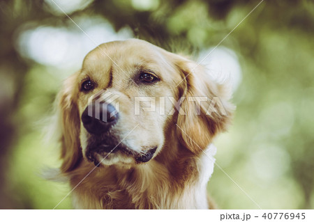 ゴールデンレトリバーと緑の背景 40776945