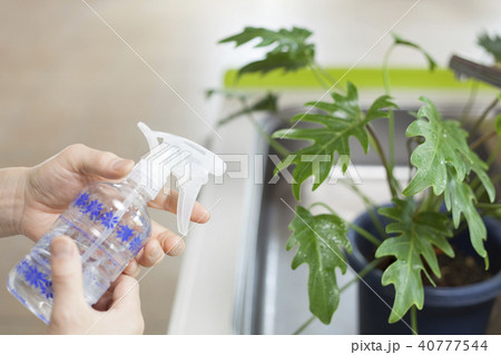 観葉植物 観葉植物 40777544