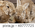 うさぎ 40777725