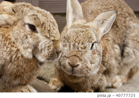 うさぎ うさぎ 40777725