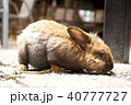うさぎ 40777727