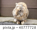 うさぎ 40777728