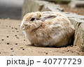 うさぎ 40777729