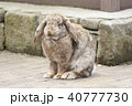 うさぎ 40777730