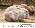 うさぎ 40777731