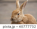 うさぎ 40777732