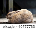 うさぎ 40777733