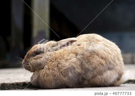うさぎ うさぎ 40777733
